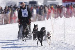 Lenk 2013